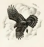 Untitled by Charles Frederick Tunnicliffe, ink, sold Jul 2024