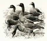 Untitled by Charles Frederick Tunnicliffe, ink, sold Jul 2024