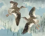 Untitled by Charles Frederick Tunnicliffe, watercolour, sold Jul 2024