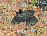 Untitled by Charles Frederick Tunnicliffe, watercolour, sold Jul 2024