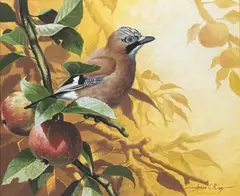 Study of a jay on sunlit apple branch by Adrian C Rigby, watercolour and gouache, offered Dec 2025