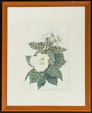 Helleborus Orientalis by Barbara Tyldesley, watercolour, offered Dec 2025