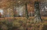 Summer woodland by Bill Mackinson, oil on canvas, sold Nov 2025