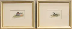 Little Grebe and Great Northern Diver by John Jinman, watercolour, offered Aug 2025