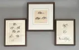 One inscribed Actions of Sow by Eileen Soper Rms Swla, pencil and charcoal, sold May 2025