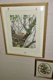 A Song Thrush sitting on a nest in an oak tree by Peter Lindsey, watercolour on paper, sold Jun 2021