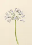 Study of an agapanthus Signed and dated Alison Cooper 2004 by Alison Cooper, Watercolour and pencil, sold May 2021
