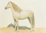 Maramito by Alan Brassington, Watercolour and pencil, offered May 2021