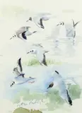 Terns Signed Peter Partington by Peter Partington Swla, Watercolour, sold May 2021