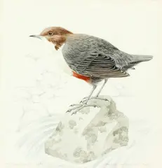 Study of a Dipper (Cinclus Cinclus Gularis) by Mildred E. Eldridge, watercolour and pencil, sold Nov 2014