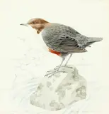 Study of a Dipper (Cinclus Cinclus Gularis) by Mildred E. Eldridge, watercolour and pencil, sold Nov 2014