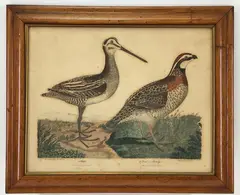 Snipe Quail or Partridge by Alexander Wilson, Engraving, sold May 2023