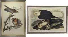 Red Shouldered Hawk by John James Audubon, Lithograph titled "Red Shouldered Hawk" and print of "Birds of Prey", sold Sep 2023