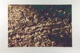 Roots by Max Epstein, Screenprint, sold Feb 2024