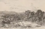 Edge Of The Clearing by Hans Heysen, 1950, charcoal, pencil and chalk on paper, sold Nov 2017