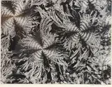 Micrographie [foliacé] by Laure Albin Guillot, 1930, Épreuve argentique d'époque, contrecollée sur carton et signée au crayon sur le montage en, sold Apr 2023