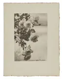 Roses, c. 1930 by Laure Albin Guillot, Épreuve Fresson d'époque sur feuillet remplié, sold Apr 2023