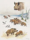 Études de sanglier by Georges Rötig, Aquarelle gouachée sur traits d'encre, sold Mar 2020