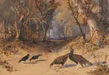 Faisans et corneilles dans un sous-bois by Newton Smith Fielding, 1831, Aquarelle vernissée, sold Sep 2024