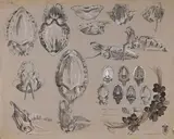 Feuille d'études de seiche by Mathurin Méheut, Pierre noire, rehauts de gouache blanche sur papier beige, sold Sep 2024