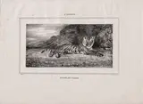 Étude de tigre Delteil 2 by Antoine-Louis Barye, Lithographie, sold Sep 2024