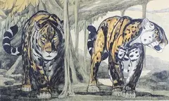 Les deux jaguars by Paul Jouve, Lithographie originale, en couleur, sold Apr 2016