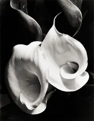 Two Callas by Imogen Cunningham, Um 1929, Späterer Silbergelatineabzug des Imogen Cunningham Trust, sold Nov 2012