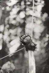 Bear paw hanging by Zoe Leonard, 1996, Silbergelatineabzug, sold May 2012
