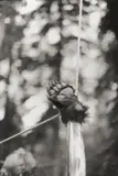 Bear paw hanging by Zoe Leonard, 1996, Silbergelatineabzug, sold May 2012