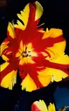 Flower by Nobuyoshi Araki, 1995, Cibachrome-Abzug, sold Nov 2010