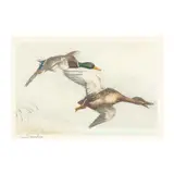 Canards Sauvages by Léon Danchin, Etching in colors, sold May 2025