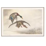 Mallards Landing by Léon Danchin, Etching in colors, sold May 2025
