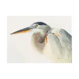 Great Blue Heron Portrait by Morten Solberg, Watercolor on paper, sold May 2025