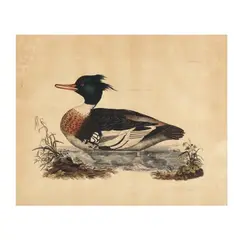 Red-breasted Merganser by Prideaux John Selby, Hand colored engraving, sold May 2025