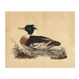 Red-breasted Merganser by Prideaux John Selby, Hand colored engraving, sold May 2025