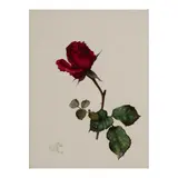4 Gouachen Rose, Brombeere, Heidelbeere, Maiglöckchen, wohl späte 1930er Jahre by Willy Kriegel, gouache, sold Mar 2026