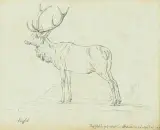 Hirsch aus dem Münchner Hirschgarten by Joseph Georg Winter, 1783, pen and ink, offered Sep 2026