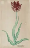 Studie einer Tulpe "Beste van drÿen oft Ammirael Liefkens by Pieter Holsteyn d.J., watercolor, sold Jun 2026