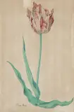 Studie einer Tulpe "Veen Boer by Pieter Holsteyn d.J., watercolor, sold Jun 2026