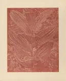 Gelber Enzian (Zinnober) by Franz Gertsch, 2003, woodcut, offered Mar 2024