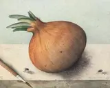 Große Zwiebel by Dieter Kraemer, 1982, watercolor, sold Mar 2025