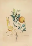Pamplemousse érotique by Salavador Dalí, 1969, etching, sold Sep 2026