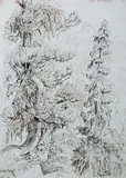 Fichte und Kiefer (Arve) by Otto Dix, 1935, ink, sold Sep 2026