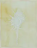 Untitled by Liza Jones ''Horned Murex'', Etching Framed 18.5''x15.5'', sold Jul 2023