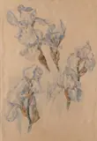 Pale Blue Irises - Watercolour and by Stephanie Davies, Watercolour and gouache, sold Jan 2025