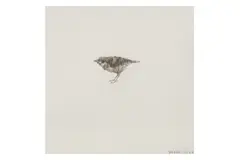 Untitled by Charming Baker, pencil, offered Jun 2024