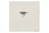 Untitled by Charming Baker, pencil, offered Jun 2024