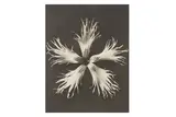 Untitled by Karl Blosfeldt, pencil, offered Jun 2024
