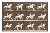 Untitled by Eadweard Muybridge, photograph, offered Jun 2024