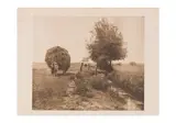 Untitled by Peter Henry Emerson, photograph, offered Jun 2024